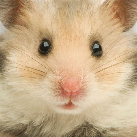 Pin By Yuko O On Animals Hamsters As Pets Hamster Cute Small Animals