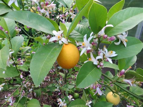 After A Few Weeks Planted In The Garden The Lemon Tree Broke Into New