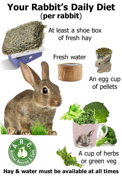 A Healthy Rabbit Diet Animal Rescue And Care