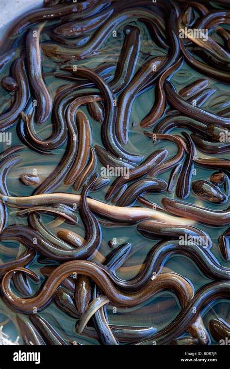 Slimy Eel High Resolution Stock Photography And Images Alamy