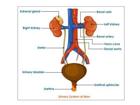 Circulatory And Excretory Systems In Animals