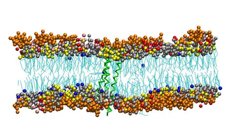 Probing The Oligomeric State And Interaction Surface Of Fukutin