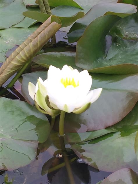 Nymphaea Gladstoniana Creamy White Water Lily
