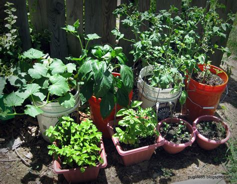 Diy Container Vegetable Garden Update This Pug Life