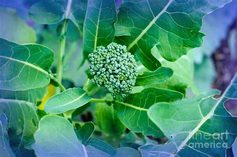 Baby Broccoli Vegetable Garden Photograph By Andee Design Fine