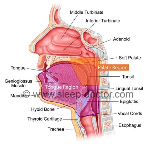 Human Throat Anatomy Throat Anatomy Of A Long Time Throat Anatomy Of A