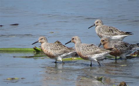 Foto maçarico de papo vermelho Calidris canutus Por Fernando Pacheco