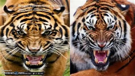 Bengal Tiger Vs Siberian Tiger Youtube