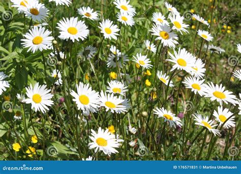 Many Marguerites In The Garden Stock Image Image Of Flora Floral
