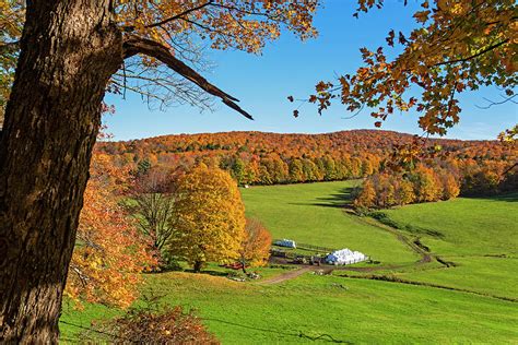 Tending To The Farm Woodstock Vermont Vt Vibrant Autumn Foliage Yellow