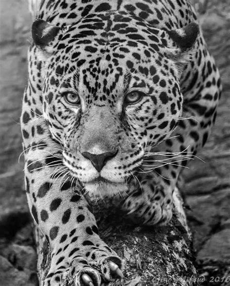 For Similar Reasons The Leopard Is Also Known To Symbolize Power And