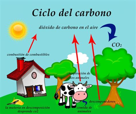 Resumen Del Ciclo Del Carbono Etapas E Importancia
