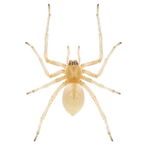 Sac Spider Identification And Behavior Sac Spider Control