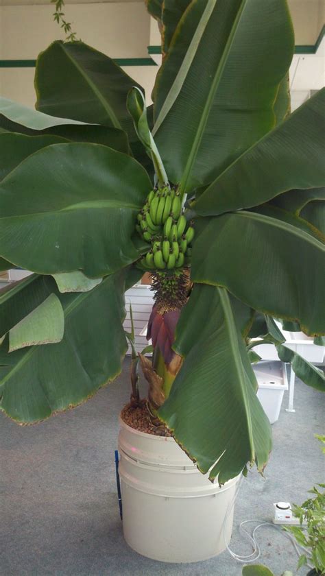 Fruiting Banana At A Hydroponic Shop