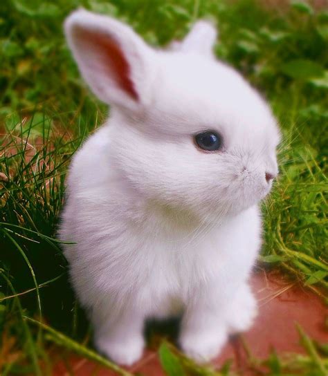 A White Rabbit With Blue Eyes Sitting In The Grass And Looking Up At