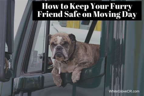 How To Keep Your Furry Friend Safe On Moving Day White
