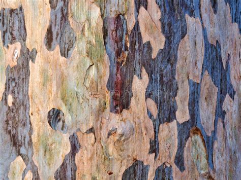 Natural Blue Gum Bark Abstract Pattern Stock Photo Image Of Authentic