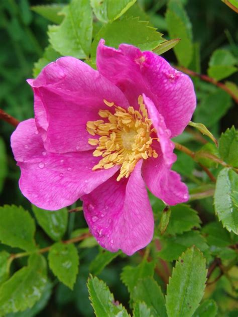 Virginia Rose Rosa Virginiana From New England Wild Flower Society