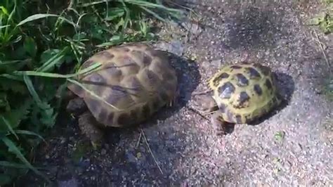 Russian Tortoises Male And Female Youtube