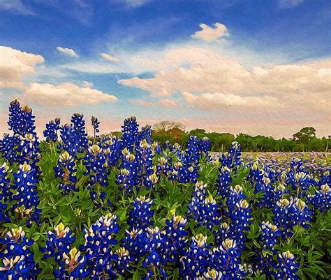 Bluebonnet Texas Tapestry By Andrea Mazzocchetti Blue Bonnets