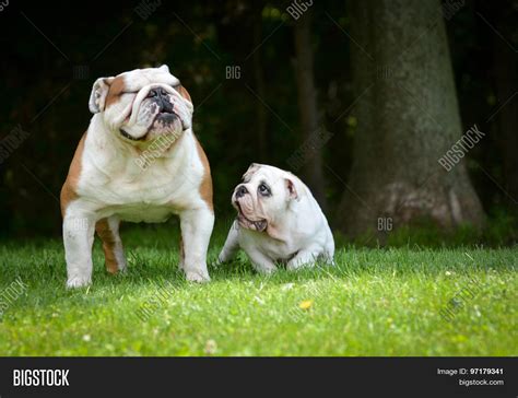 Puppy Adult Dog Image And Photo Free Trial Bigstock