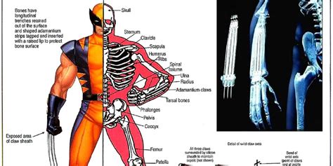Thats So Metal 20 Weird Secrets About Wolverines Adamantium Skeleton