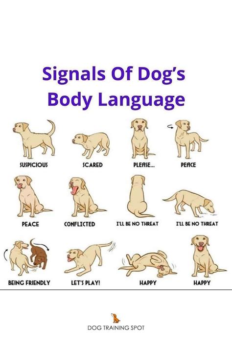 Signals Of Dogs Body Language In 2023 Dog Body Language Dog