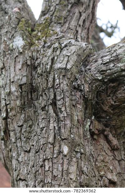 Jun 10, 2019 · bark variations with age. Bark Hawthorn Tree Close Bark Hawthorn Stock Photo (Edit ...