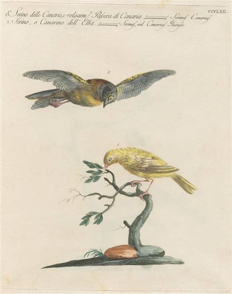 Bird In Flight Engraving Illustration Bird Illustration Bird Prints
