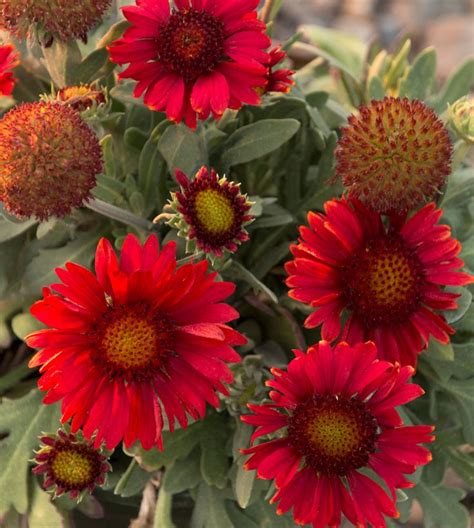 30 products page 1 of 2. Arizona Red Shades Blanket Flower - Monrovia - Arizona Red ...