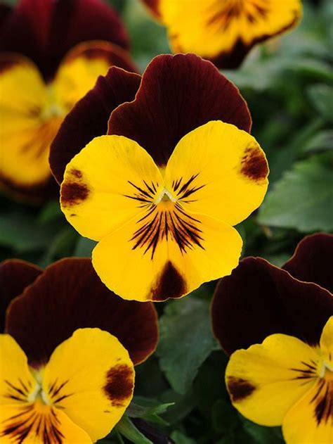 How To Grow Pansies For The Prettiest Cool Season Color Artofit