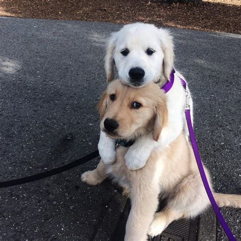 10 Heartwarming Pics Of Dogs Hugging Their Soulmates