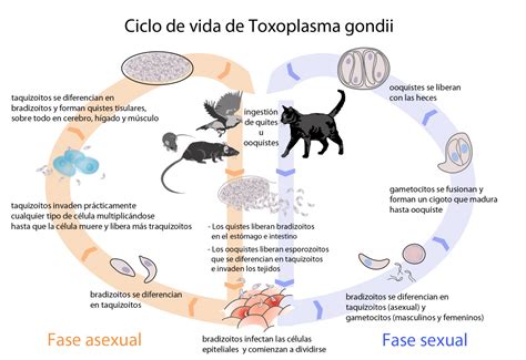 Toxoplasmosis Causas Síntomas Y Tratamiento