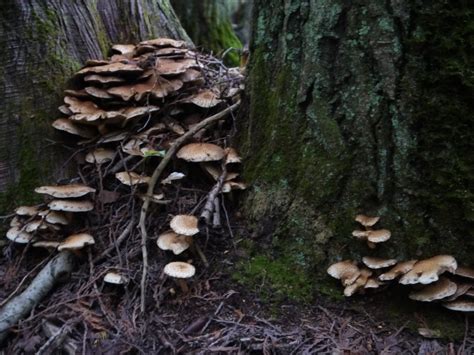 Michigan Stumper Mushrooms All Mushroom Info