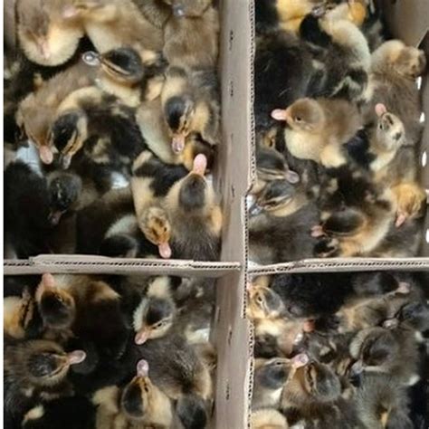 Naatu Vaathu Day Old Ducklings At Rs 29piece Salem Id 24120675655
