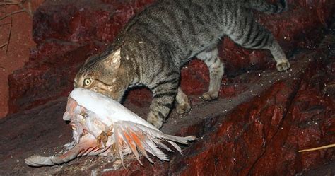P Feral Cat Preying On Galah Photo Mark Marathon Invasive Species Council
