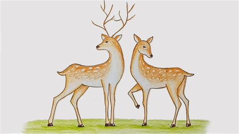 How To Draw Two Deer Step By Step Youtube