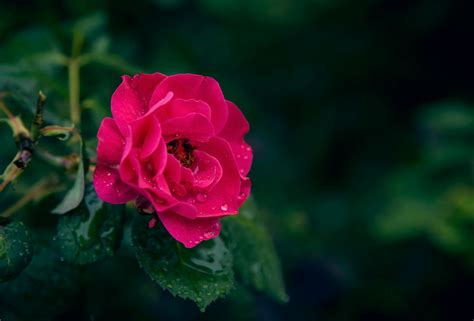 Selective Focus Photography Of Pink Rose Flower With Water Droplets