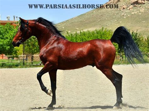 pin  persian asil horse