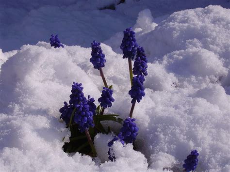 More Blue Flowers In Snow Digital Camera Theultimatebride Flickr