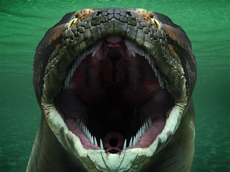 Titanoboa The Largest Snake