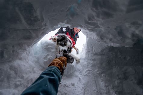 Awe Inspiring Avalanche Dogs Search And Rescue In The Snow