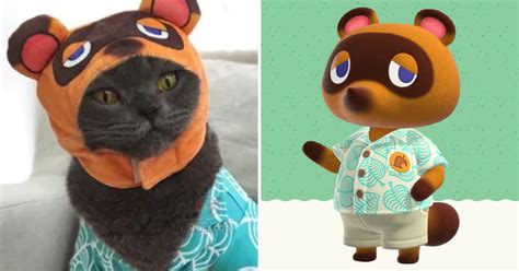 Turn Your Cat Into Tom Nook From Animal Crossing 9gag
