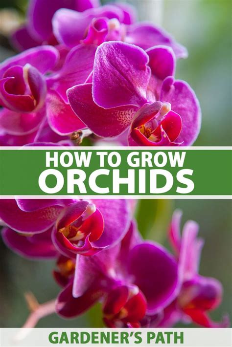 How To Grow And Care For Orchids Gardeners Path
