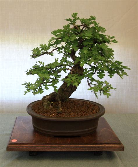 Quick Guide To Species For Deciduous Bonsai