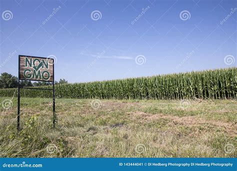 Non Gmo Sign In Front Of Corn Field Stock Image Image Of Genetically