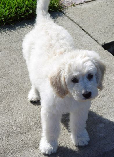 An adorable mix between the golden retriever and poodle, goldendoodles are the ultimate combination of good looks, smart wits, and playfulness. White Goldendoodle puppy image.JPG
