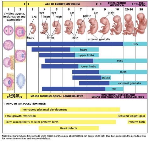 Pin By Taylor Hardcastle On Futurejobs Fetal Development Obstetrics