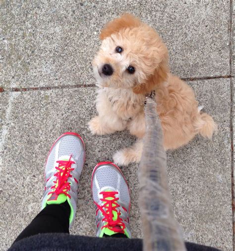 Mixed breeds can vary, but. Mini goldendoodle puppy #mine :) | Goldendoodle, Cute baby ...