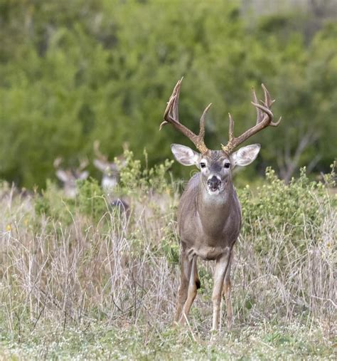 Whitetail Deer Buck In Texas Farmland Stock Photo Image Of Meadow